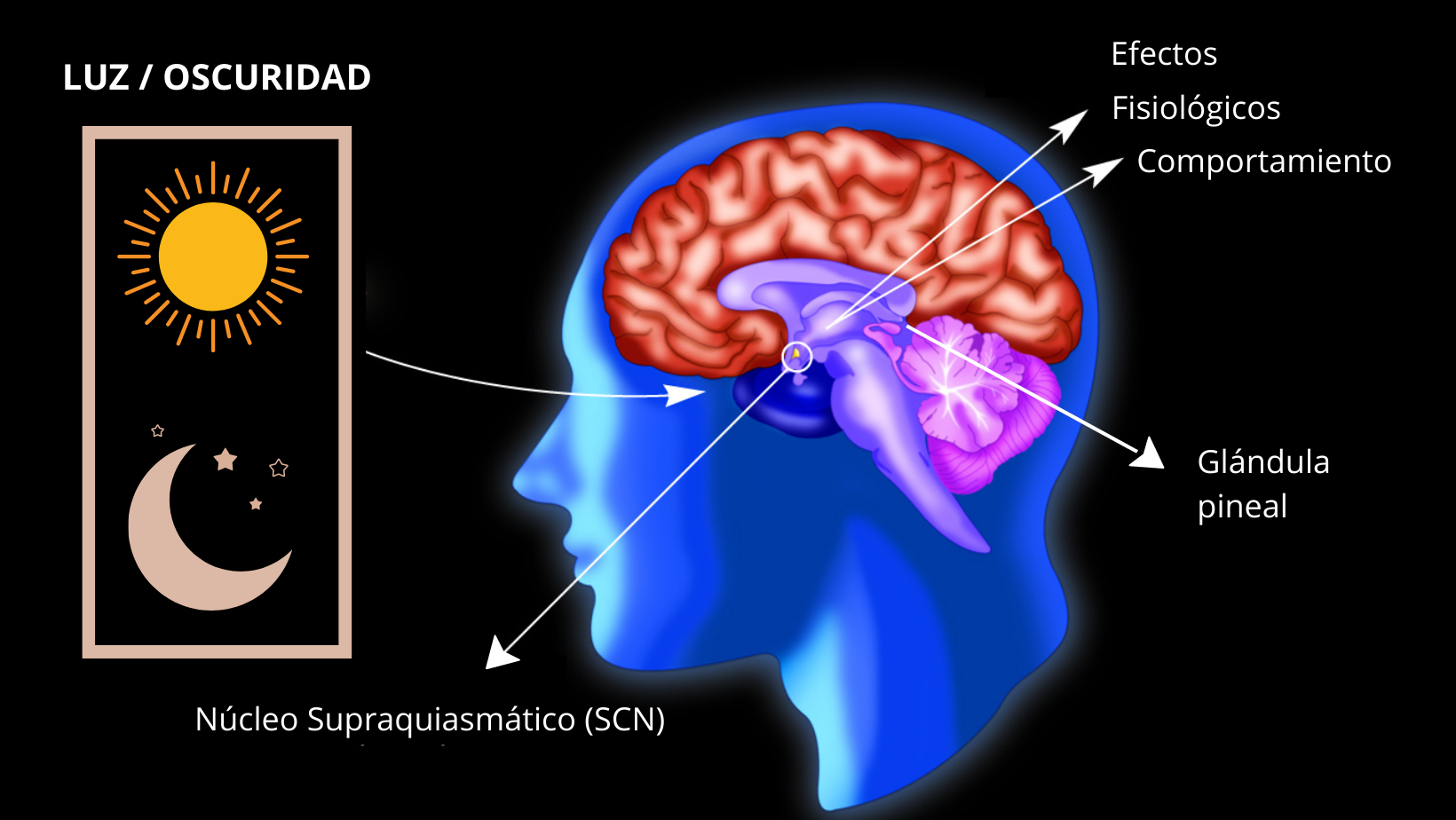 En nuestro cerebro está alojado un reloj biológico interno que se ocupa de sincronizar los ritmos circadianos.