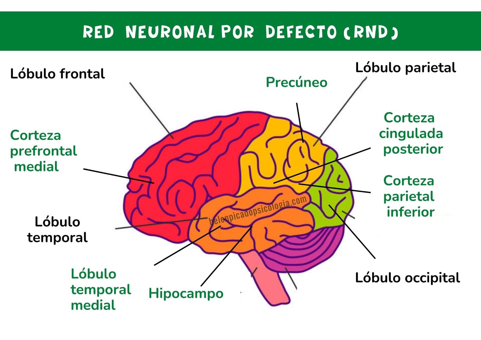 Red Neuronal por Defecto (RND)